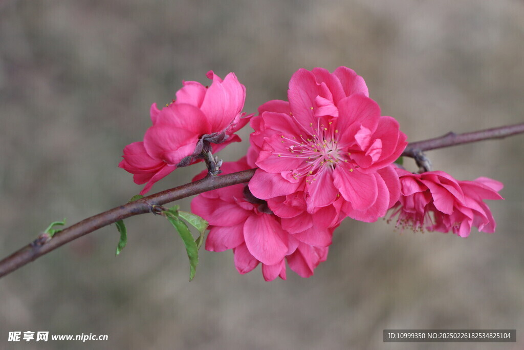桃花