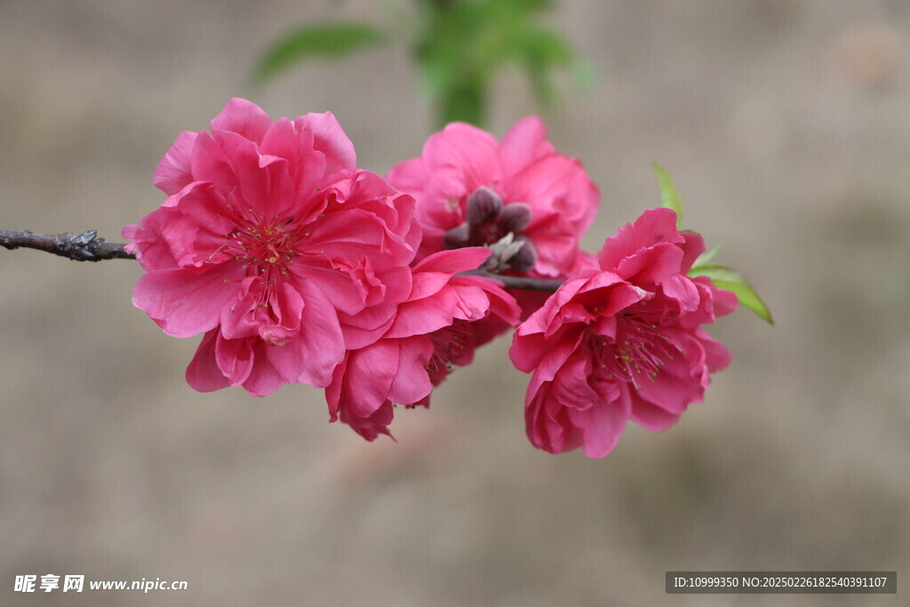 桃花