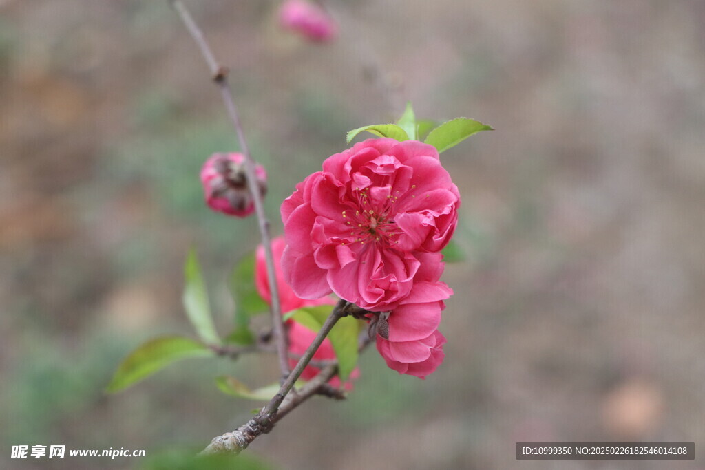 桃花