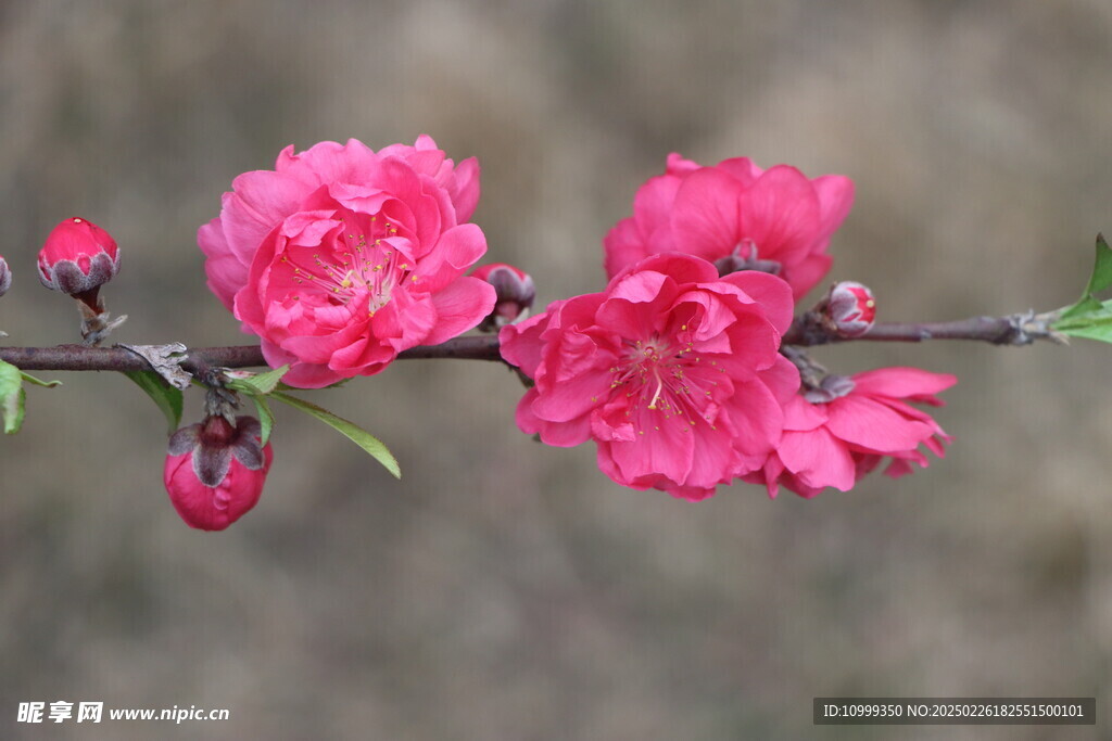 桃花