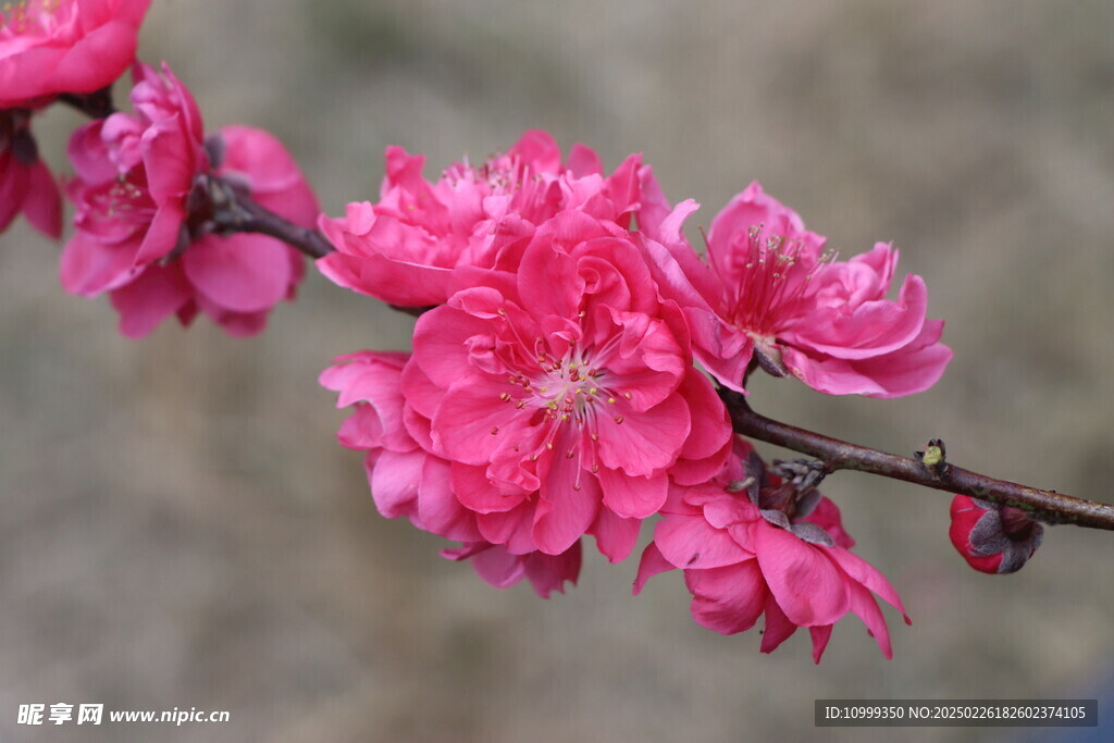 桃花