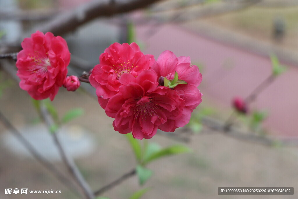 桃花