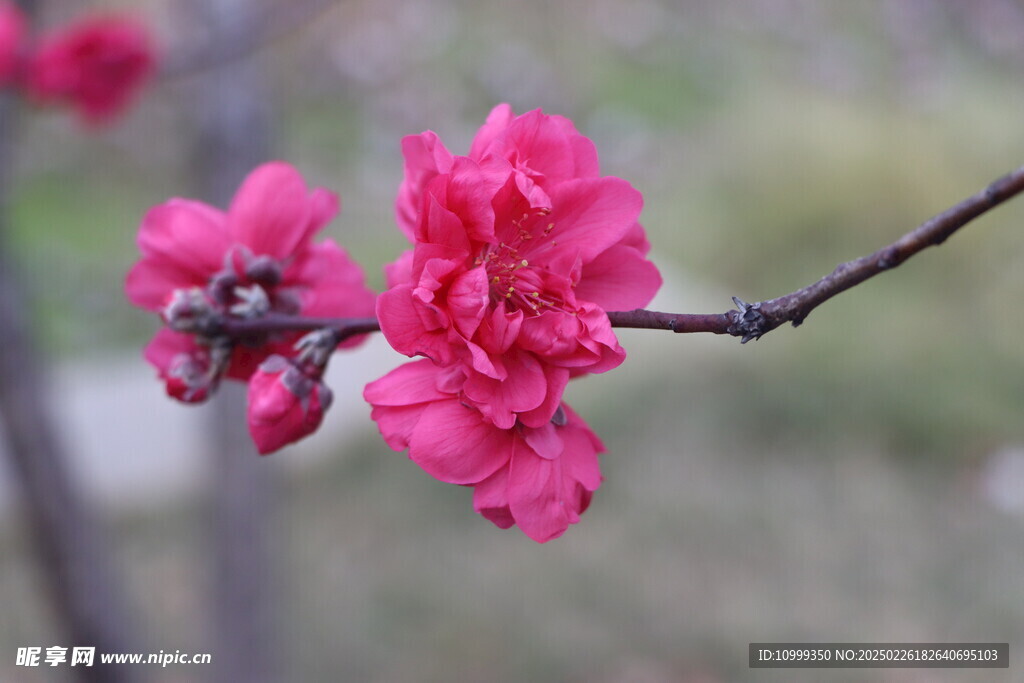 桃花