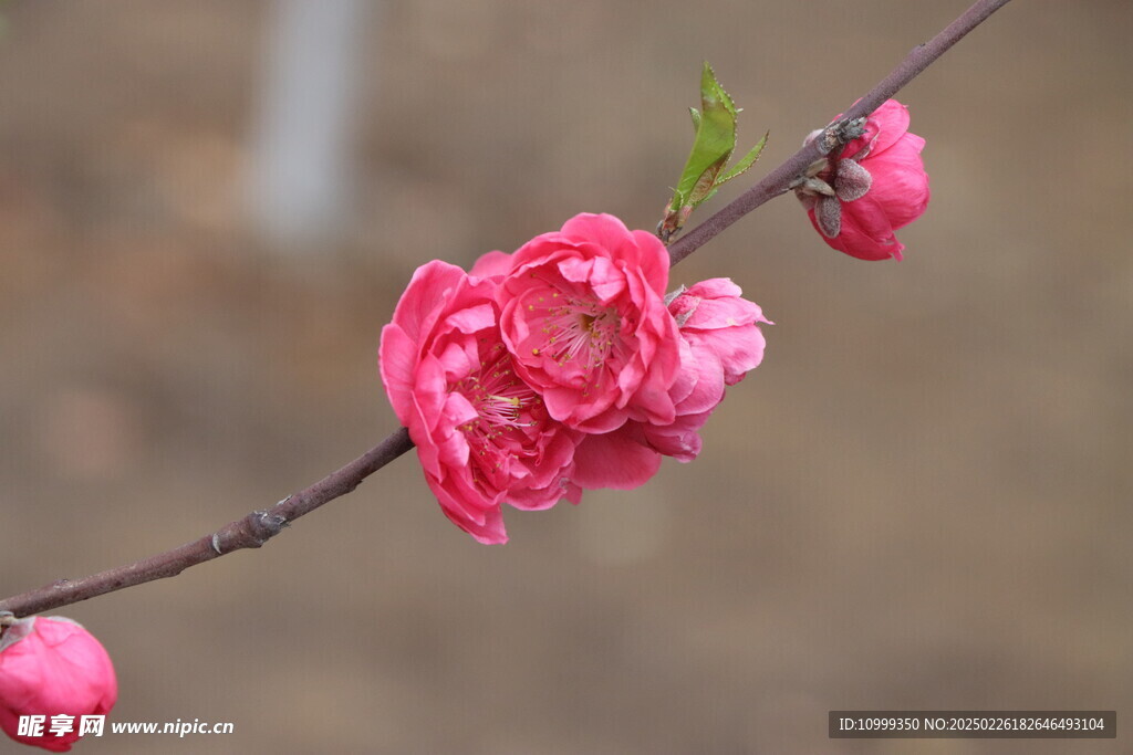桃花