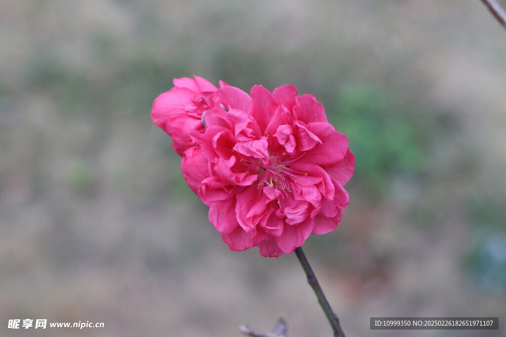 桃花