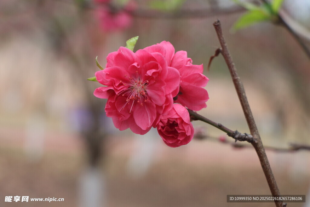 桃花