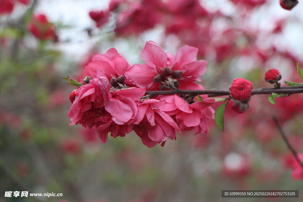 桃花