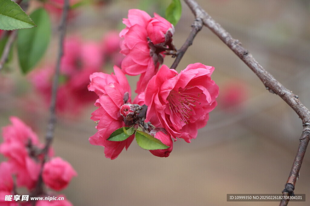 桃花