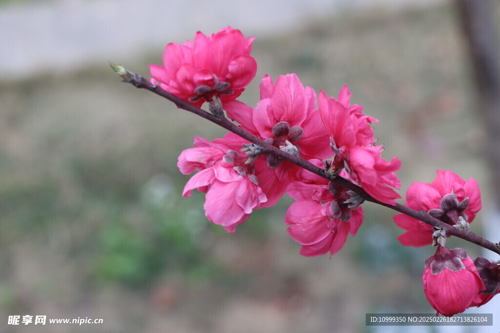 桃花