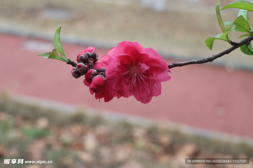 桃花