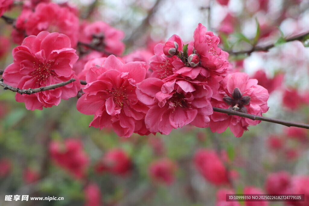 桃花