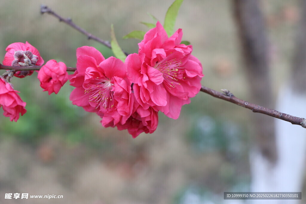 桃花