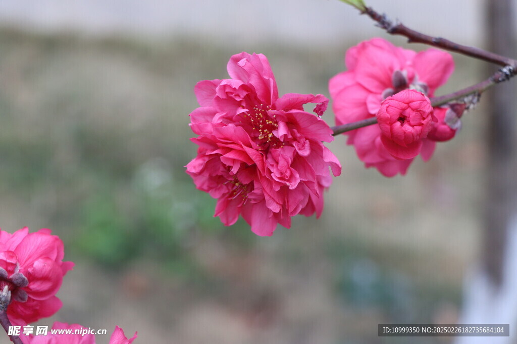桃花