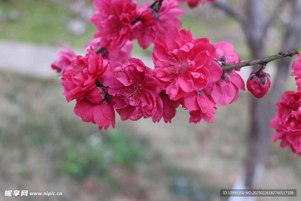 桃花
