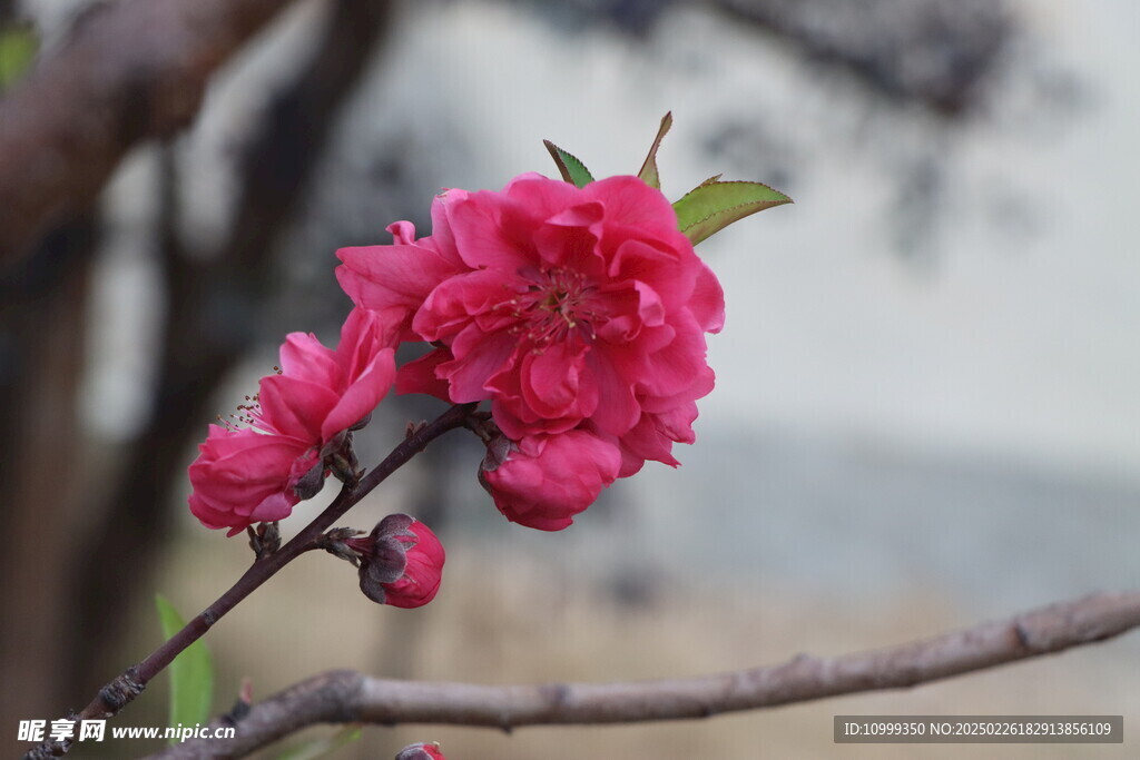 桃花