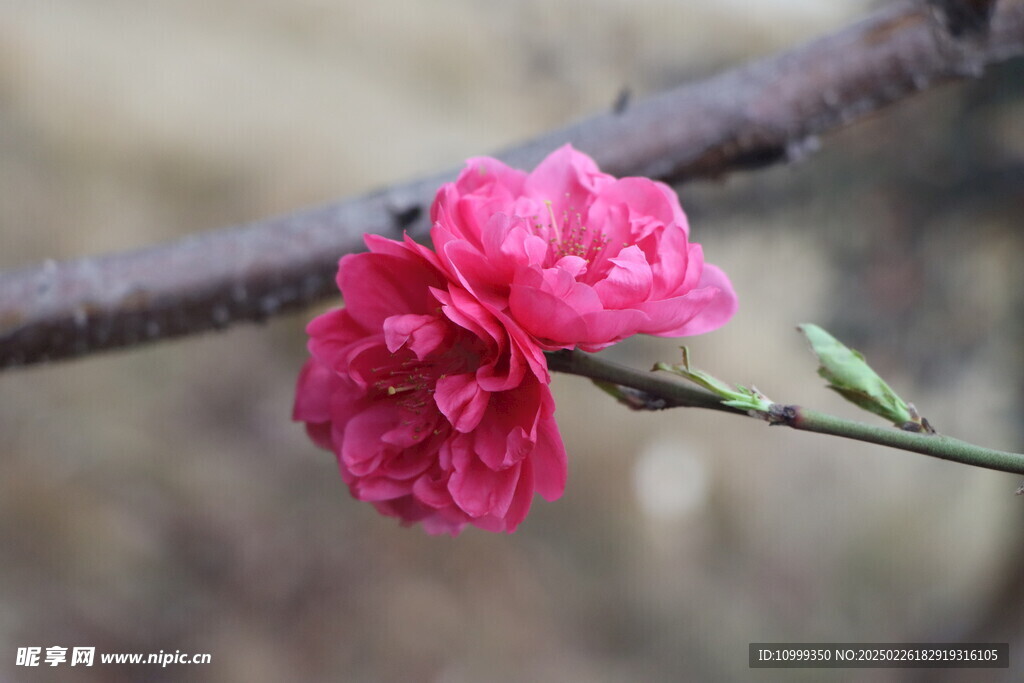 桃花