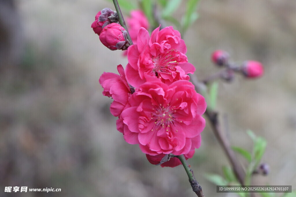 桃花