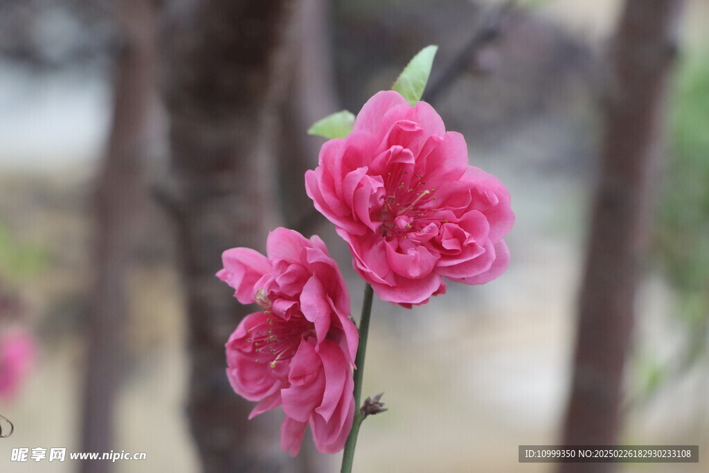桃花