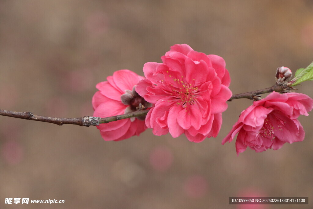 桃花
