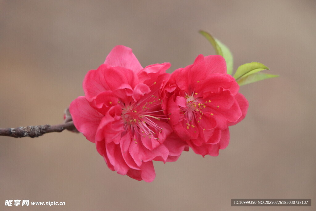 桃花