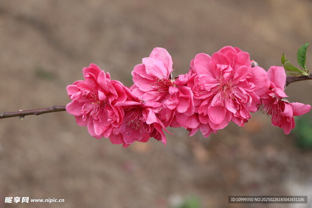 桃花