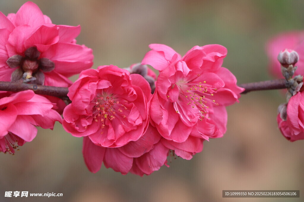桃花