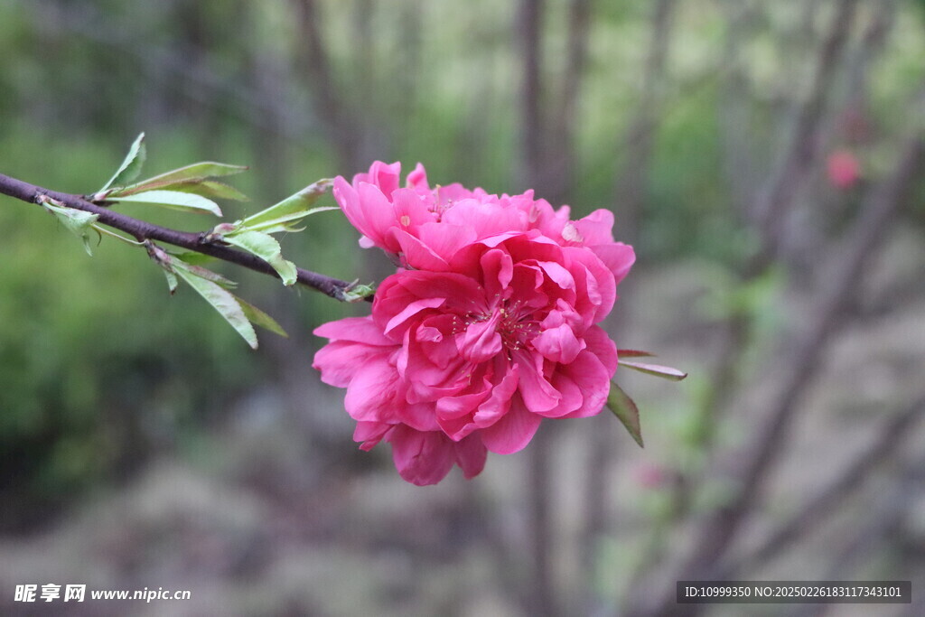 桃花