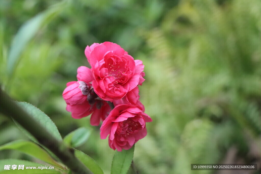 桃花