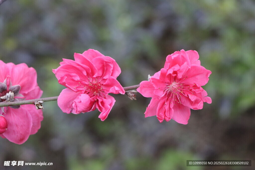 桃花