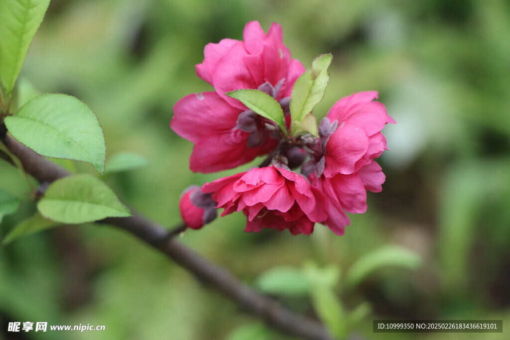 桃花