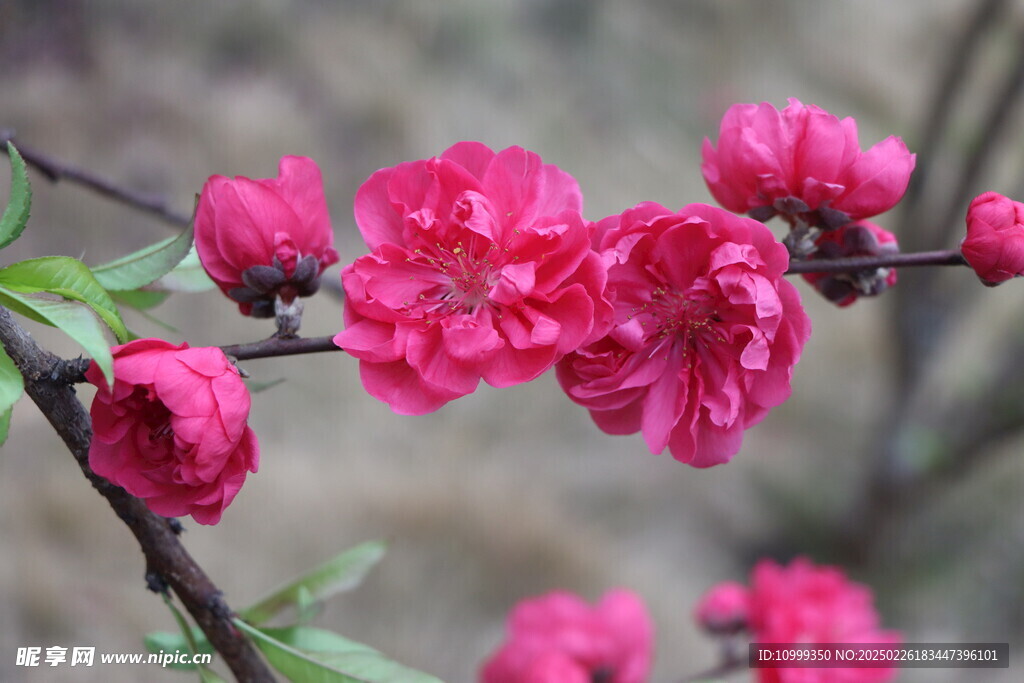 桃花盛开
