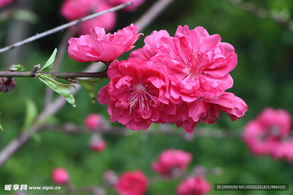 桃花