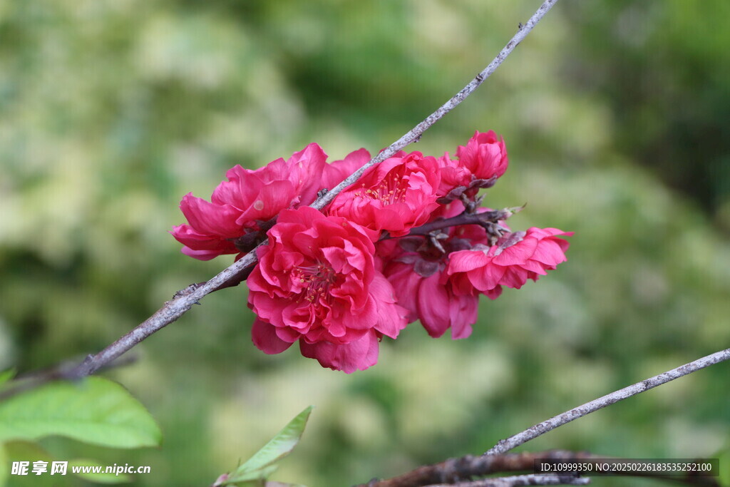 桃花