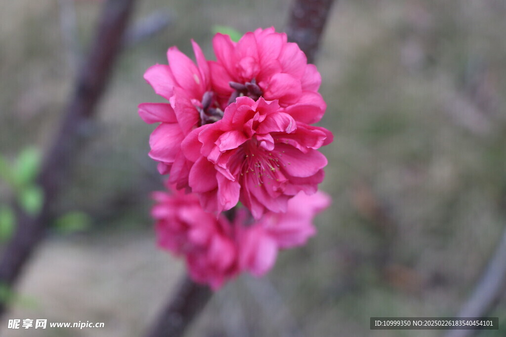 桃花
