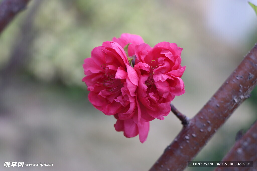 桃花