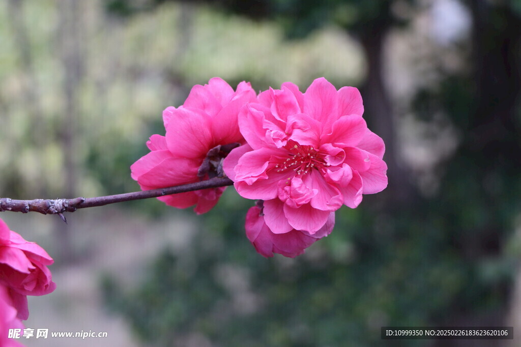 桃花