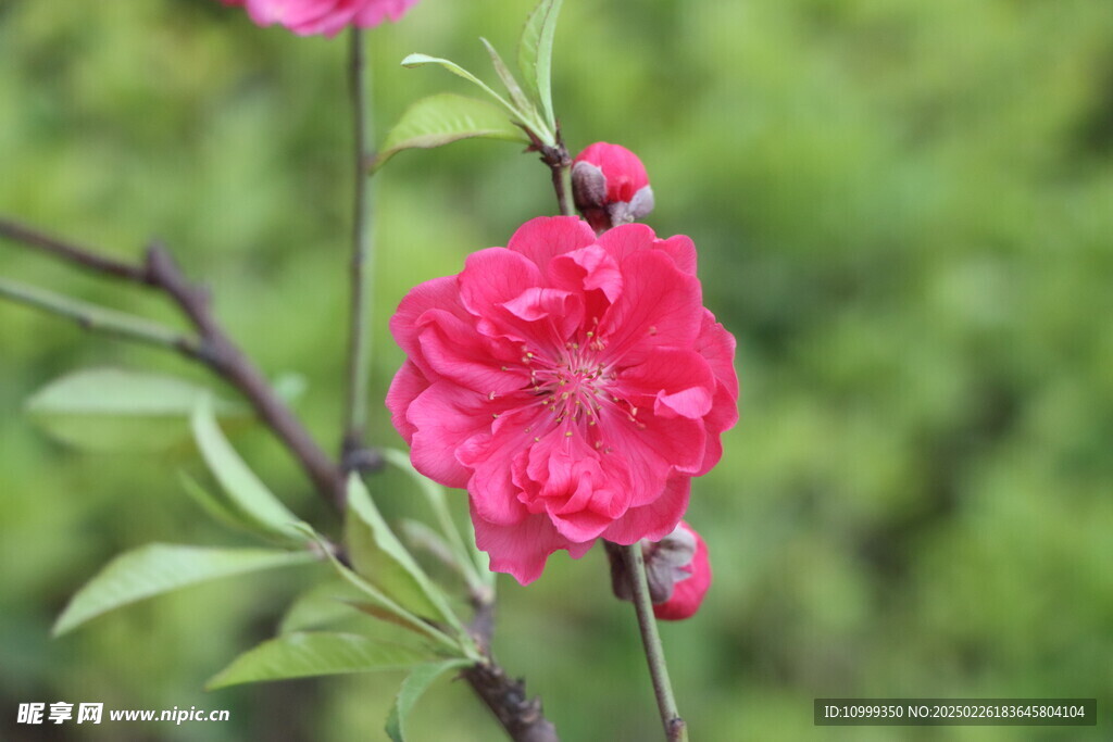 桃花