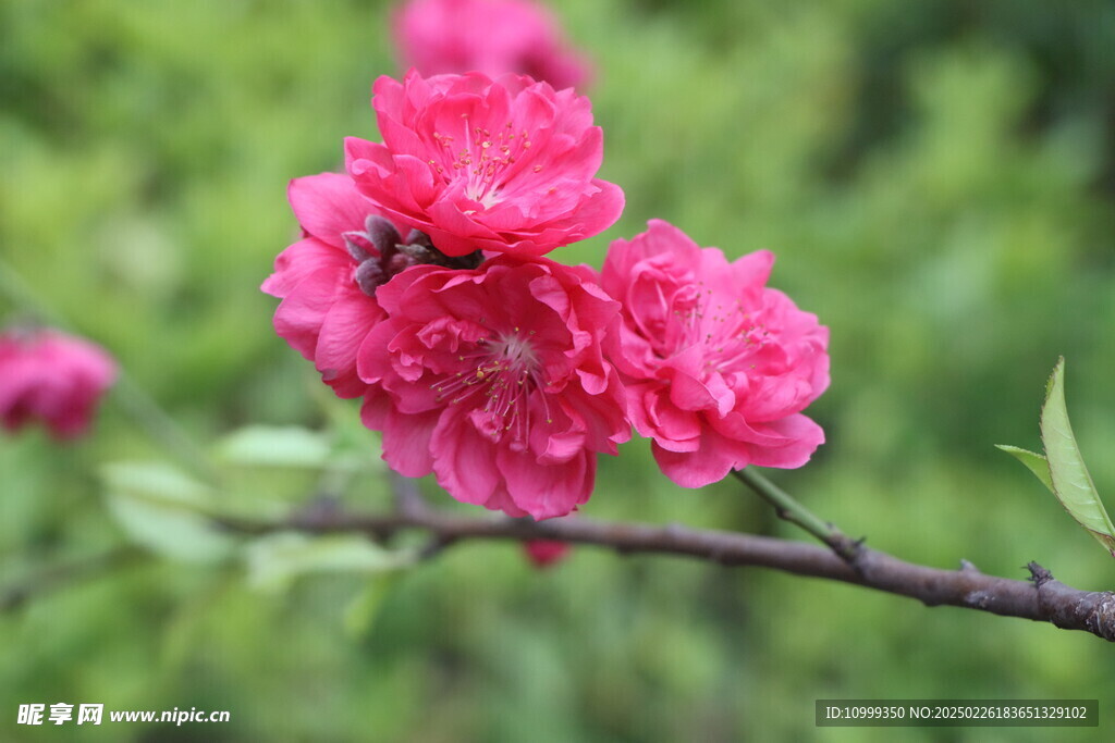 桃花盛开