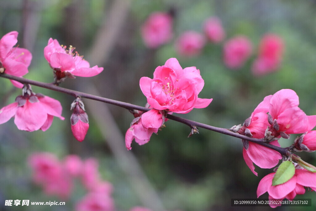 桃花