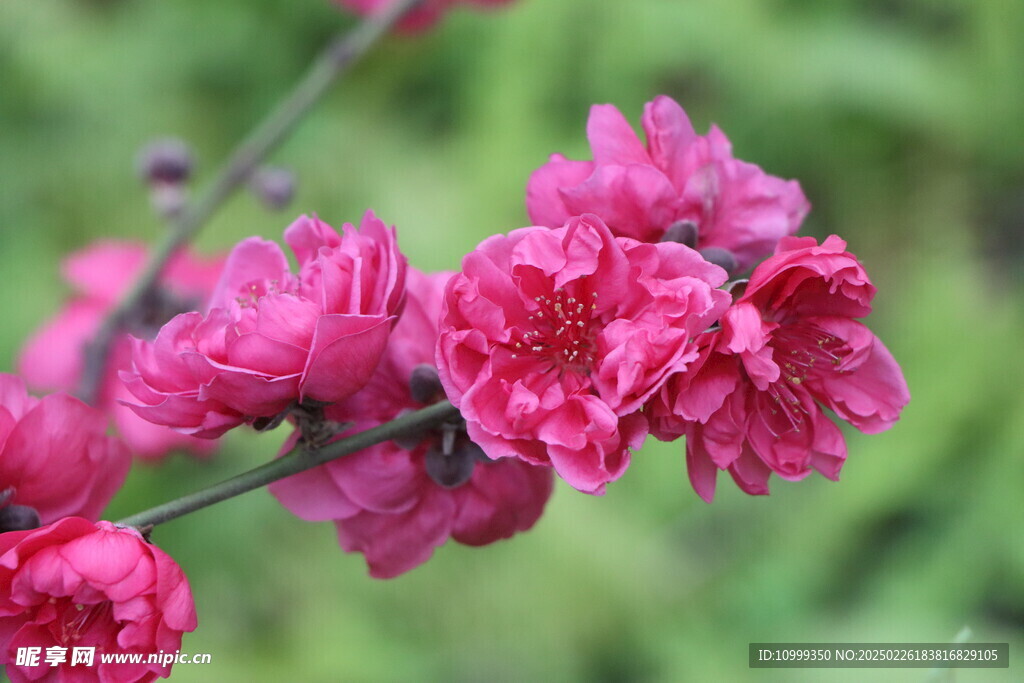 桃花