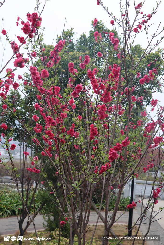 桃花树