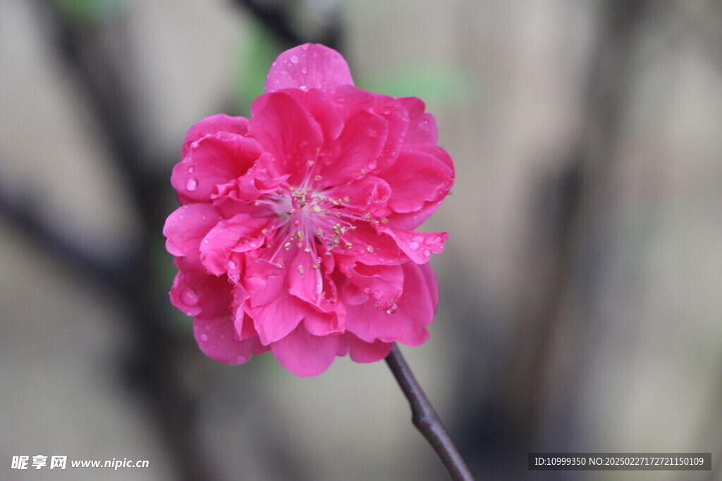 桃花