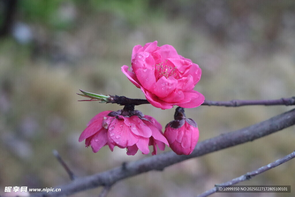 桃花
