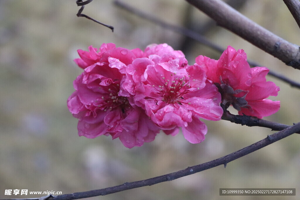 桃花