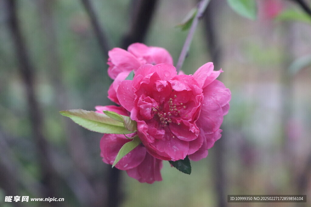 桃花