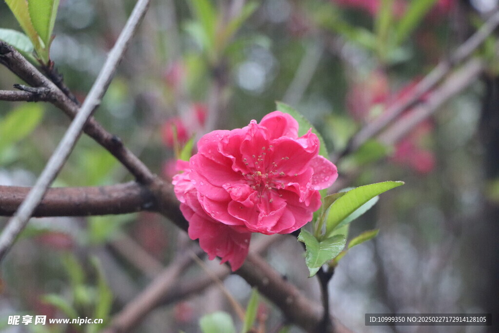 桃花