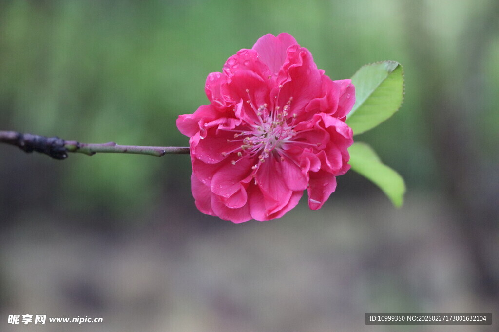 桃花