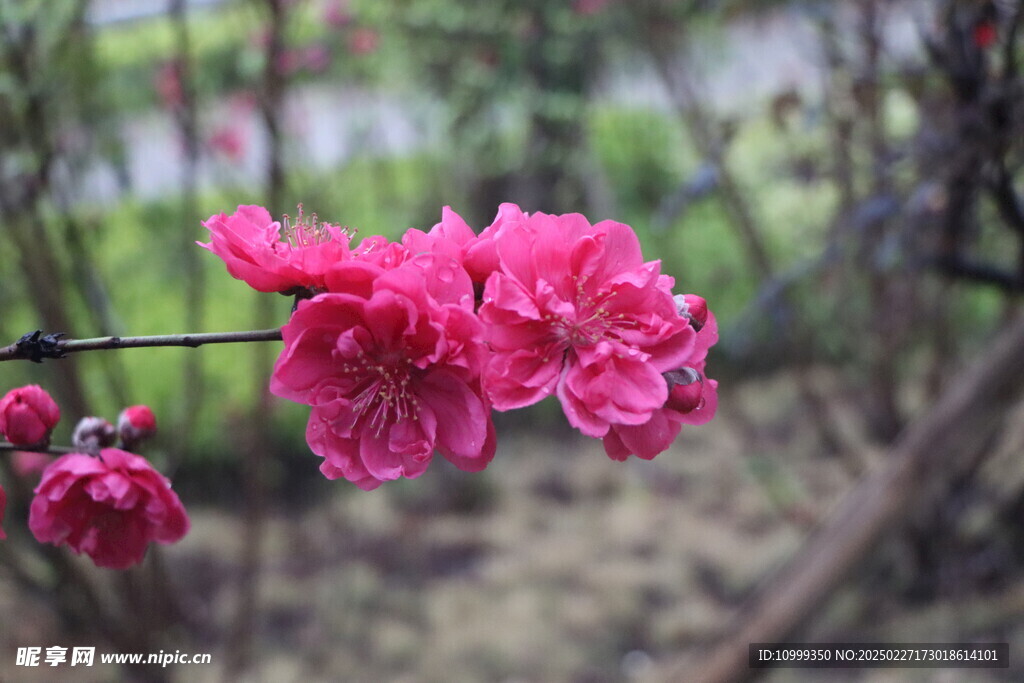 桃花