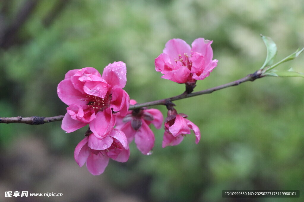 桃花