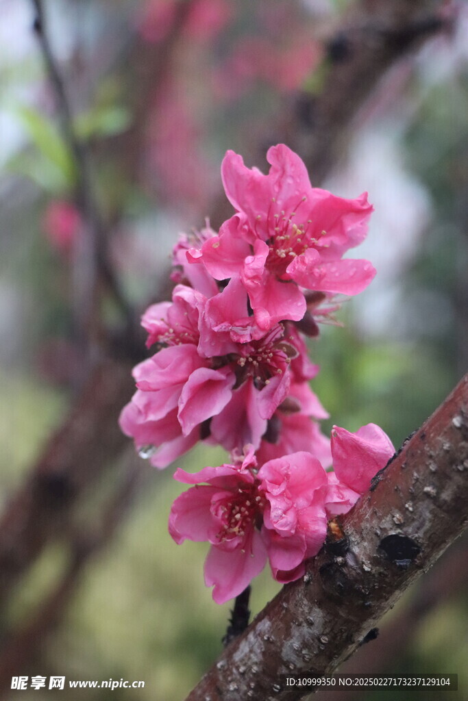 桃花